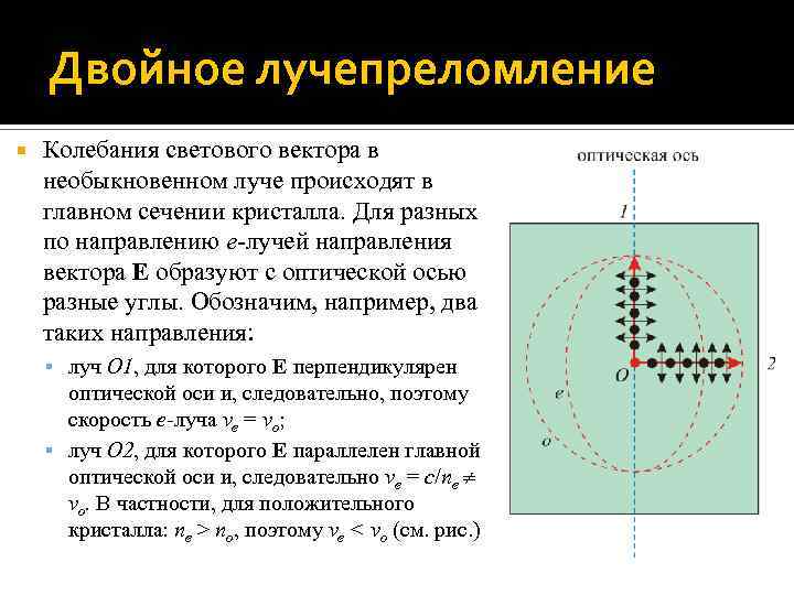 Двойное лучепреломление Колебания светового вектора в необыкновенном луче происходят в главном сечении кристалла. Для