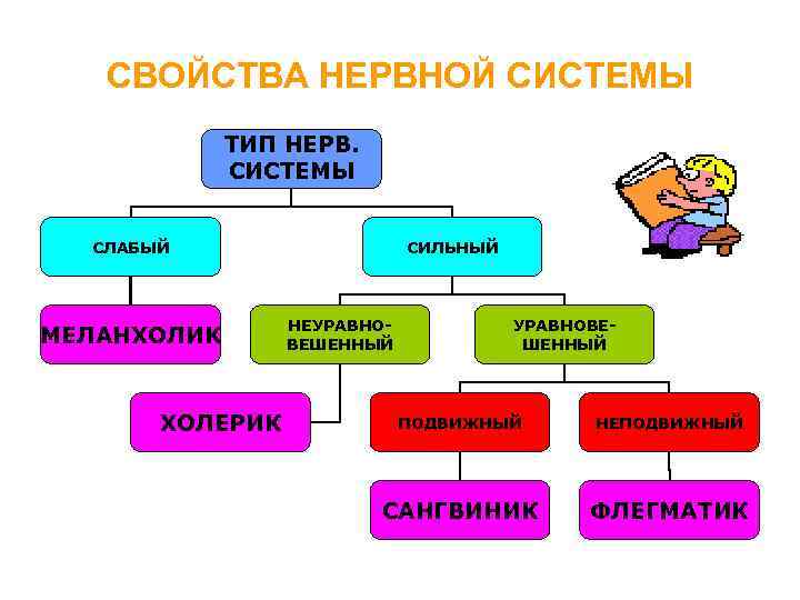 СВОЙСТВА НЕРВНОЙ СИСТЕМЫ ТИП НЕРВ. СИСТЕМЫ СЛАБЫЙ МЕЛАНХОЛИК ХОЛЕРИК СИЛЬНЫЙ НЕУРАВНОВЕШЕННЫЙ ПОДВИЖНЫЙ НЕПОДВИЖНЫЙ САНГВИНИК
