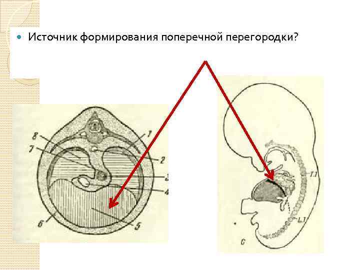  Источник формирования поперечной перегородки? 