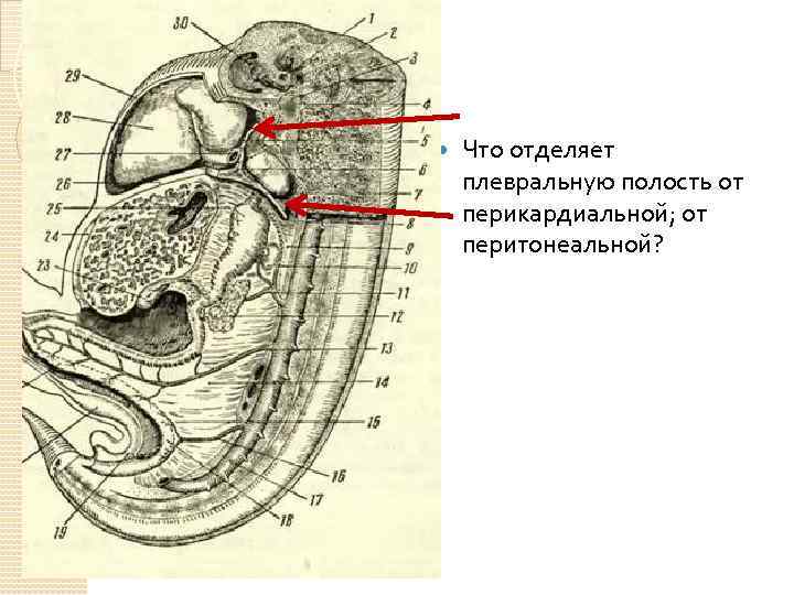  Что отделяет плевральную полость от перикардиальной; от перитонеальной? 