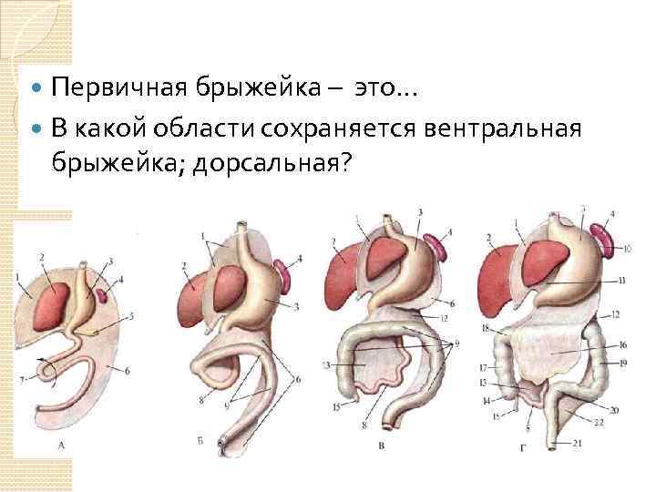 Первичная брыжейка – это… В какой области сохраняется вентральная брыжейка; дорсальная? 