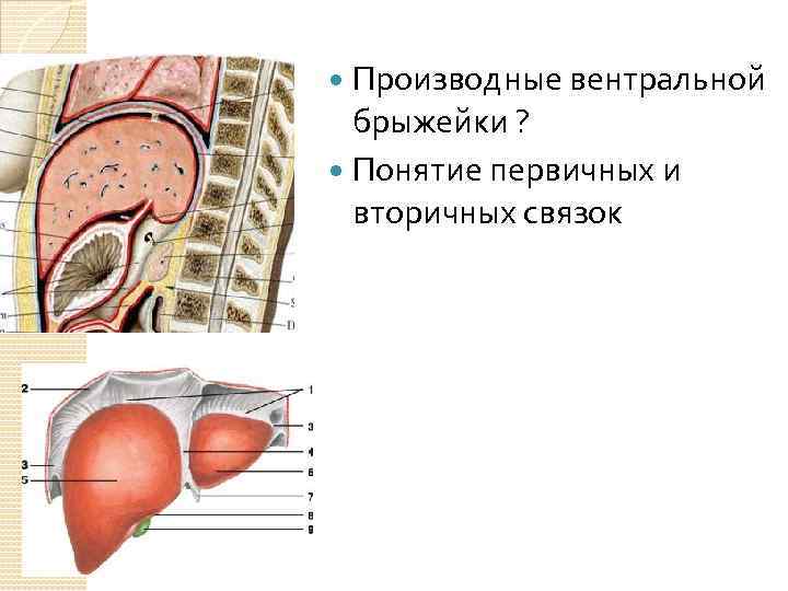 Производные вентральной брыжейки ? Понятие первичных и вторичных связок 