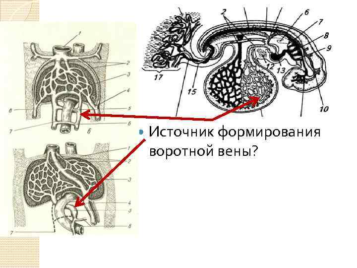  Источник формирования воротной вены? 