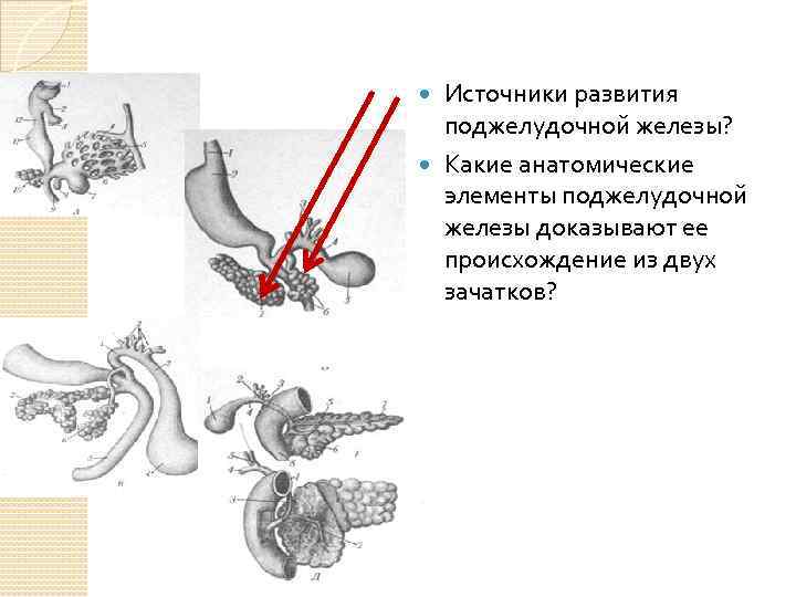 Источники развития поджелудочной железы? Какие анатомические элементы поджелудочной железы доказывают ее происхождение из двух