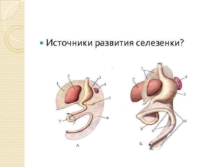  Источники развития селезенки? 