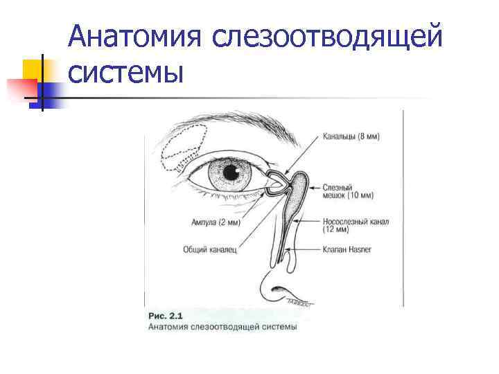 Функции слезных желез глаза