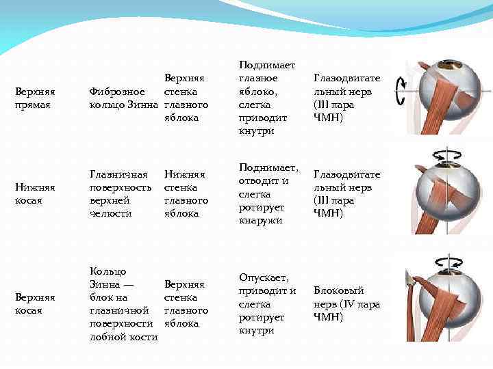 Верхняя прямая Верхняя Фиброзное стенка кольцо Зинна глазного яблока Поднимает глазное яблоко, слегка приводит