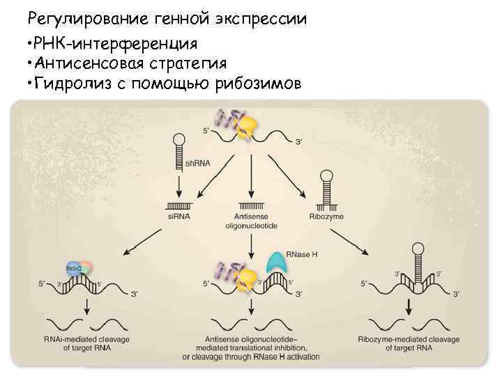 Рнк интерференция схема