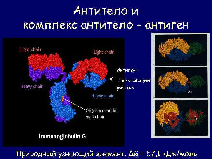 Антиген антитело что это. Комплекс антиген антитело. Взаимодействие антигена с антителом. Антигенные комплексы антиген антитело. Реакция антиген антитело.