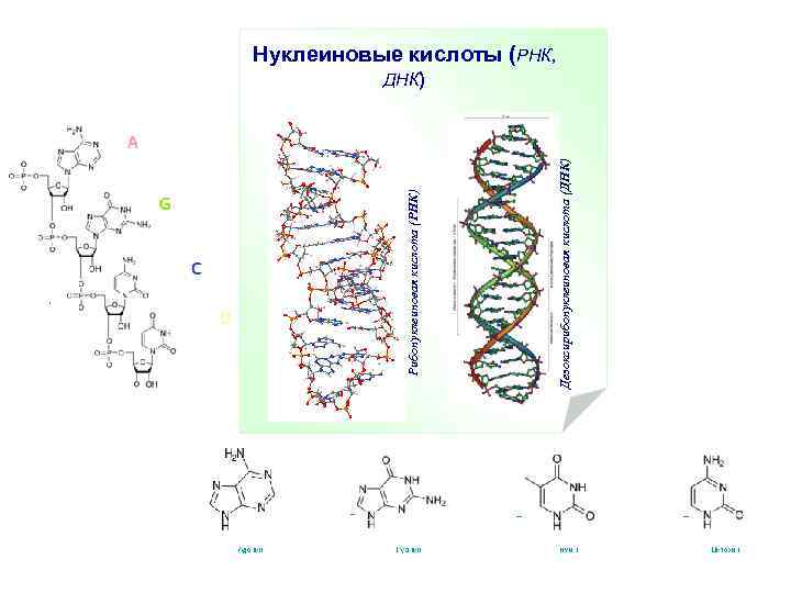 Дезоксирибонуклеиновая кислота (ДНК) Рибонуклеиновая кислота (РНК) Нуклеиновые кислоты (РНК, ДНК) 