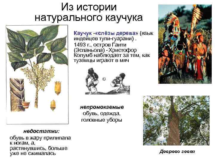 Из истории натурального каучука • • Каучук - «слёзы дерева» (язык индейцев тупи-гуарани). 1493