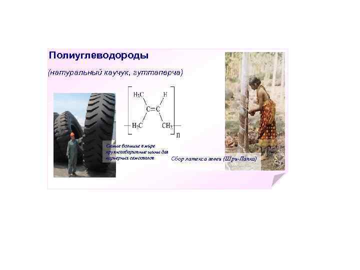 Полиуглеводороды (натуральный каучук, гуттаперча) Самые большие в мире крупногабаритные шины для карьерных самосвалов Сбор