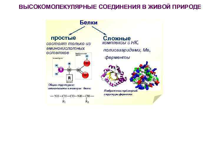 ВЫСОКОМОЛЕКУЛЯРНЫЕ СОЕДИНЕНИЯ В ЖИВОЙ ПРИРОДЕ Белки простые состоят только из аминокислотных остатков Общая структура