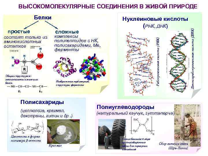 Белки состоят только из аминокислотных остатков Общая структура αаминокислоты и молекула белка. сложные комплексы