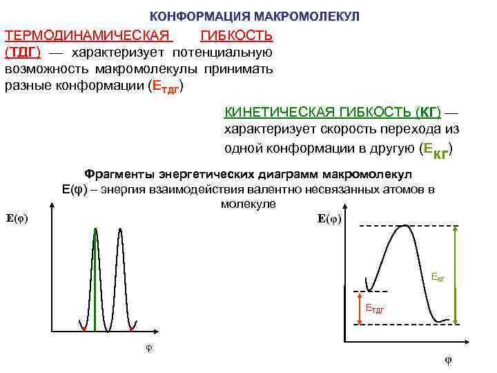 КОНФОРМАЦИЯ МАКРОМОЛЕКУЛ ТЕРМОДИНАМИЧЕСКАЯ ГИБКОСТЬ (ТДГ) — характеризует потенциальную возможность макромолекулы принимать разные конформации (ЕТДГ)