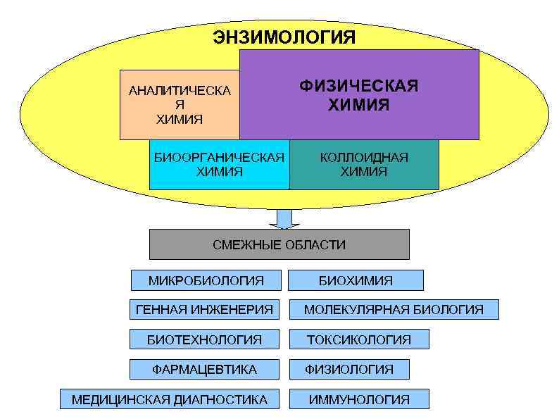 Инженерная энзимология презентация