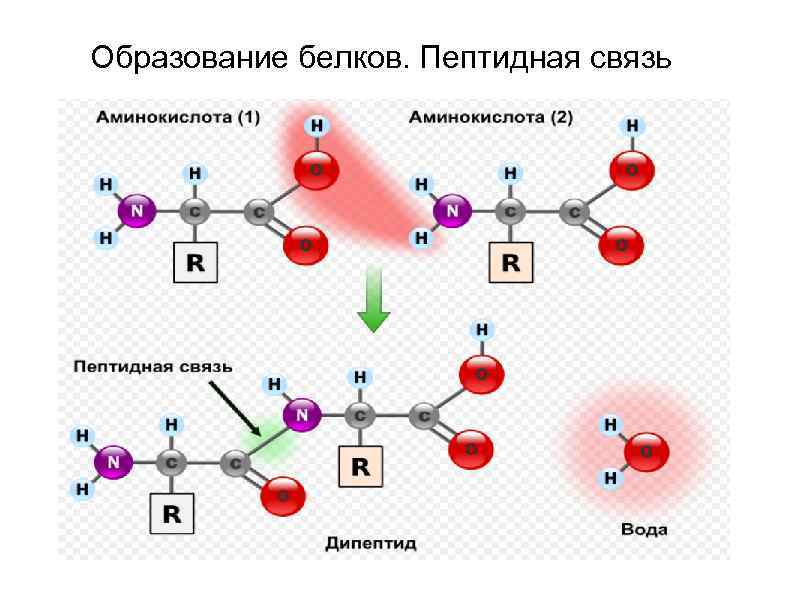 Образование белков. Пептидная связь 