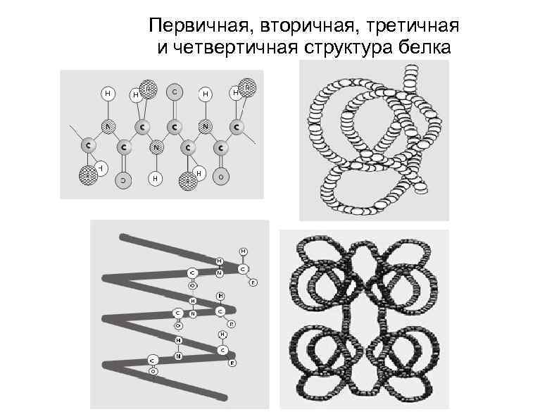 Вторичная третичная структура белков