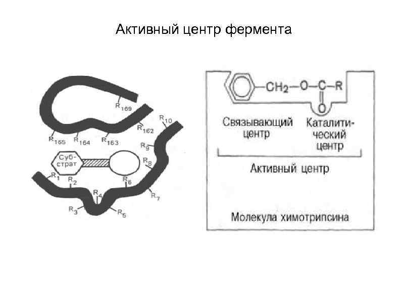 Характеристика активного центра