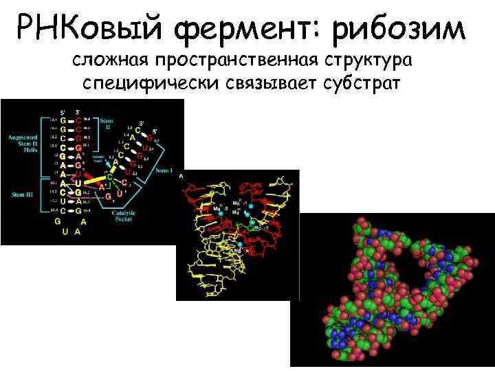 РНКовый фермент: рибозим сложная пространственная структура специфически связывает субстрат 