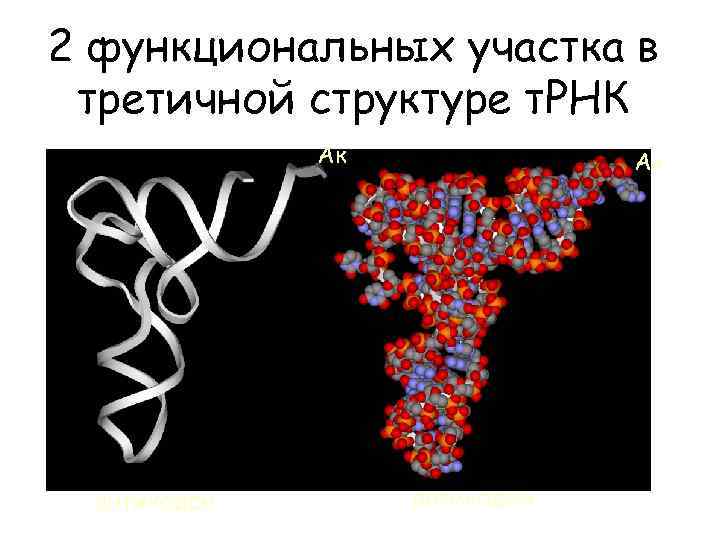 2 функциональных участка в третичной структуре т. РНК Ак антикодон 