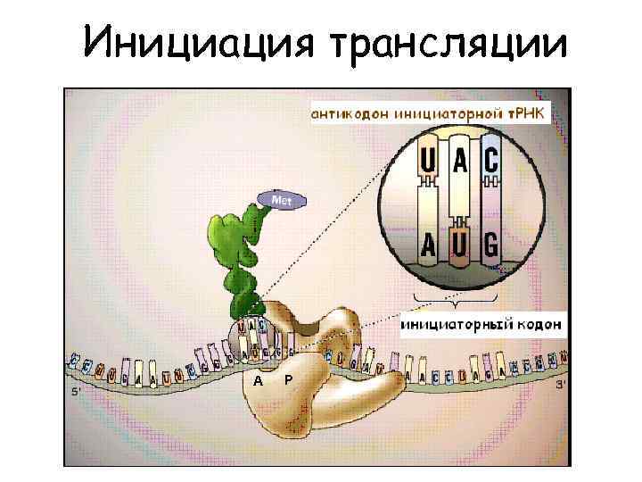 Инициация трансляции A P 