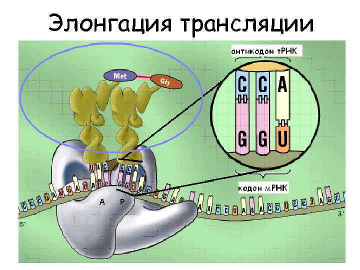 Элонгация трансляции A P 
