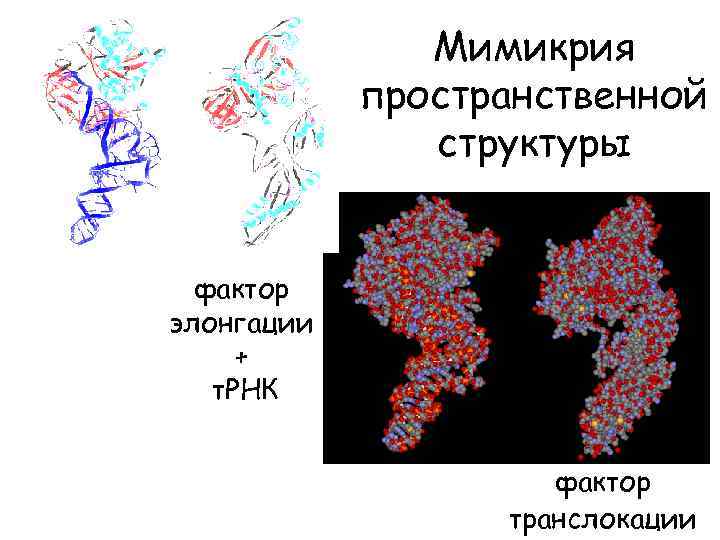Мимикрия пространственной структуры фактор элонгации + т. РНК фактор транслокации 