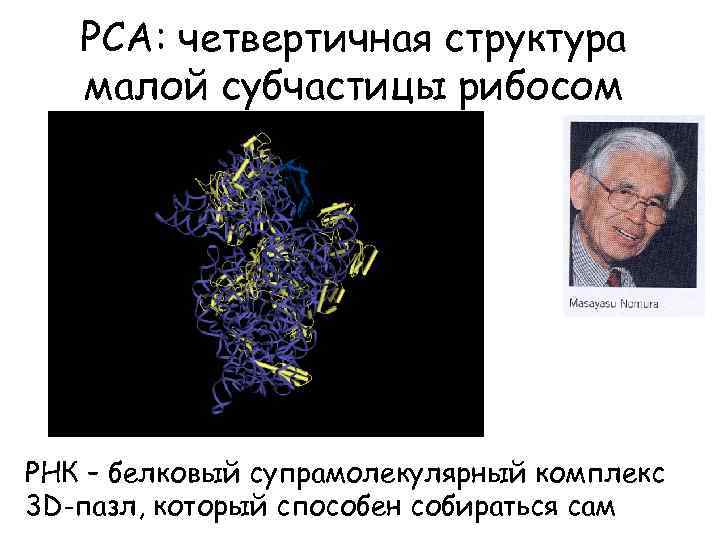 РСА: четвертичная структура малой субчастицы рибосом РНК – белковый супрамолекулярный комплекс 3 D-пазл, который
