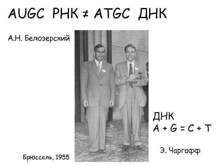 AUGC РНК ≠ ATGC ДНК А. Н. Белозерский ДНК A+G=C+T Брюссель, 1955 Э. Чаргафф