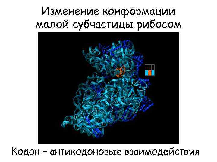 Изменение конформации малой субчастицы рибосом Кодон – антикодоновые взаимодействия 