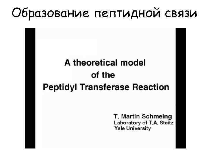 Образование пептидной связи 