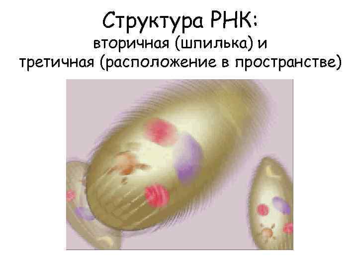 Структура РНК: вторичная (шпилька) и третичная (расположение в пространстве) 