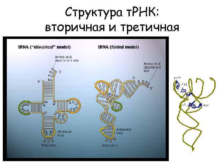 Структура т. РНК: вторичная и третичная 