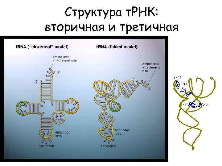 Структура т. РНК: вторичная и третичная 