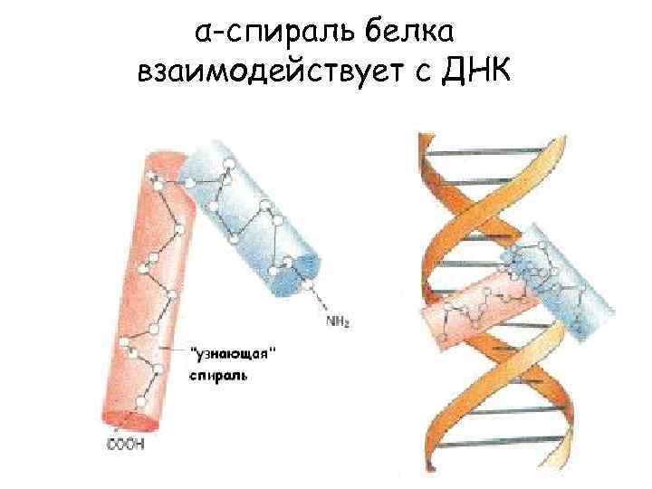 Спираль белков. Альфа спираль ДНК. А спираль белка. Пи спираль белка. Модель Альфа спирали белка.