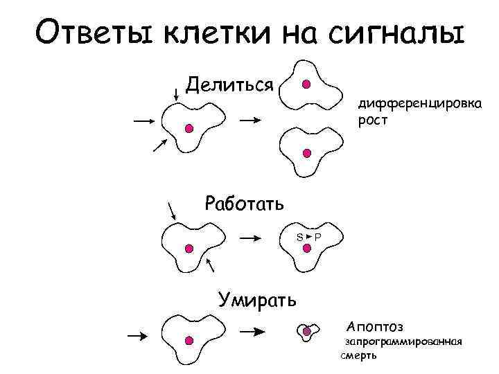 Клетки отвечающие. Ответ клетки на сигнал.. Сигналы в клетке. Возможные клеточные ответы на внешний сигнал.. Виды клеточных ответов на сигнал.