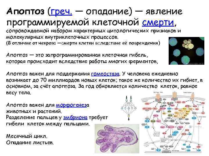 Отличие некроза от апоптоза