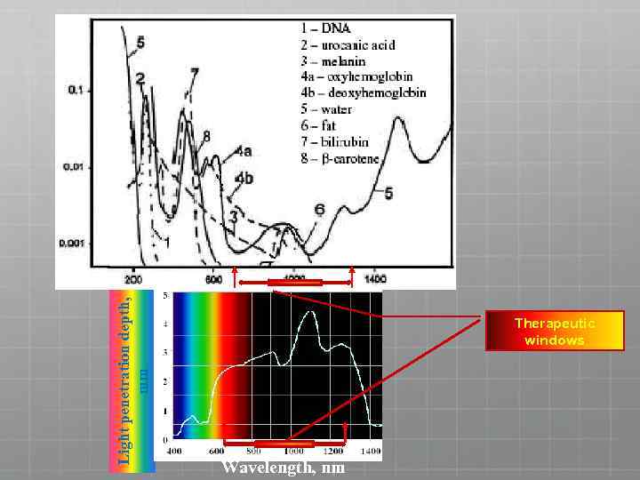 Light penetration depth, mm Therapeutic windows Wavelength, nm 