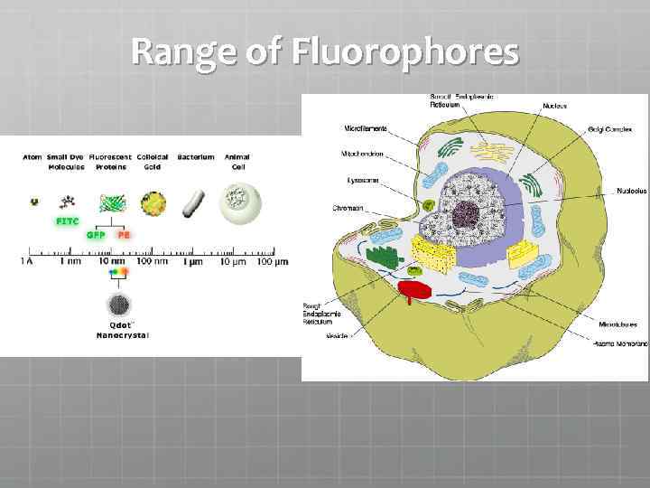 Range of Fluorophores 