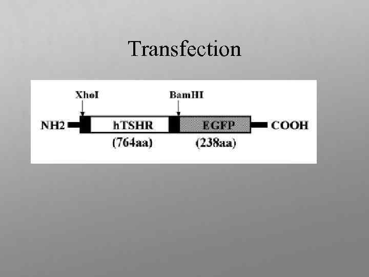 Transfection 