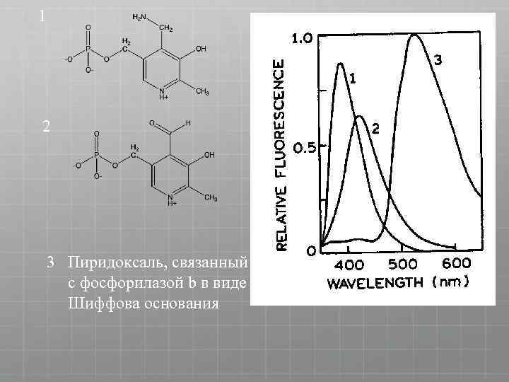 1 2 3 Пиридоксаль, связанный с фосфорилазой b в виде Шиффова основания 