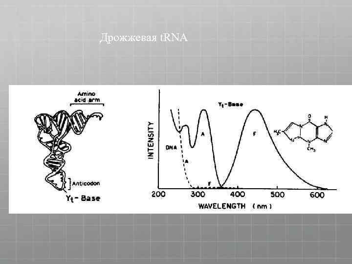 Дрожжевая t. RNA 