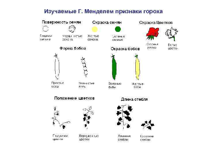 Общие признаки гороха