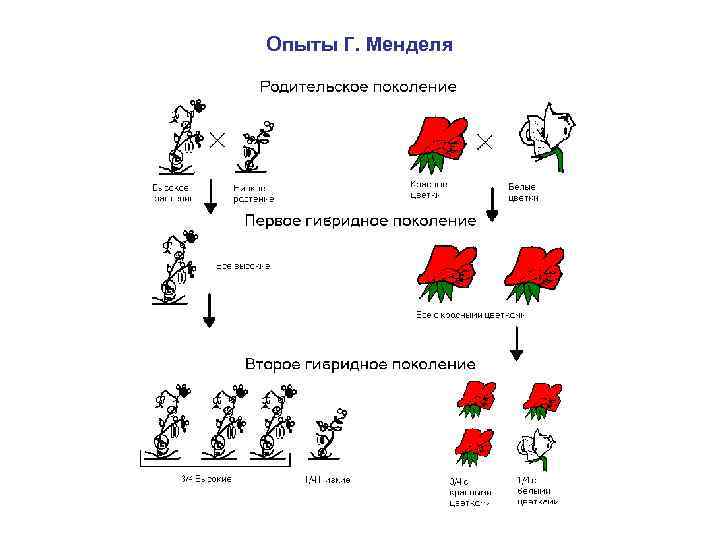 Опыты Г. Менделя 