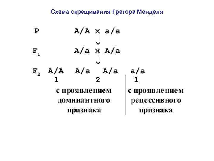 Схемы скрещивания законы менделя