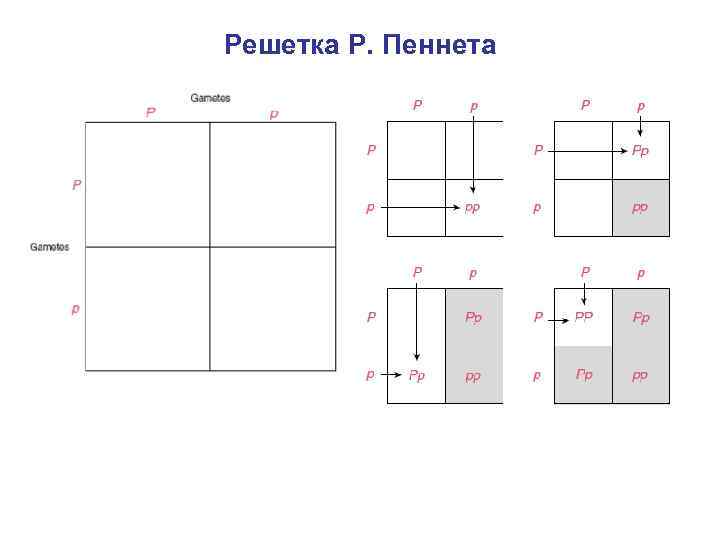 Решетка Р. Пеннета 