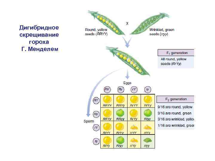 Дигибридное скрещивание гороха Г. Менделем 