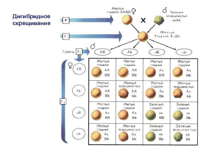 Дигибридное скрещивание 