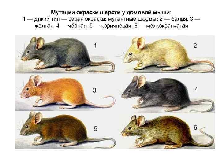 У мышей коричневая окраска шерсти доминирует над серой при скрещивании чистых линий мышей схема